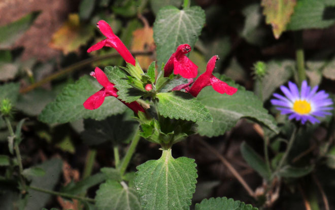 Flowers from whorls Stachys coccinea, Scarlet Hedgenettle
